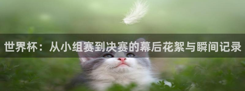 世界杯足球比赛：世界杯：从小组赛到决赛的幕后花絮与瞬间记录