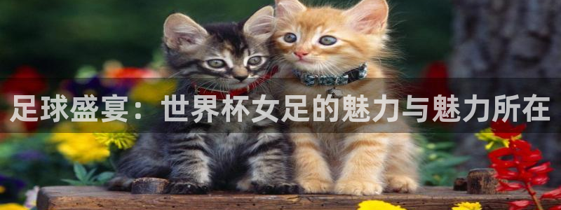 世界杯48支球队赛制：足球盛宴：世界杯女足的魅力与魅力所在