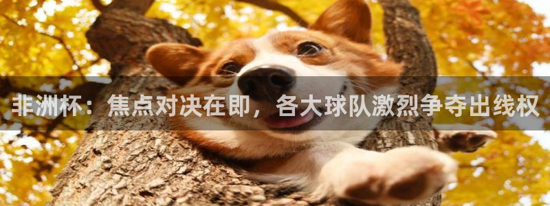 免费看足球直播比赛：非洲杯：焦点对决在即，各大球队激烈争夺出线权