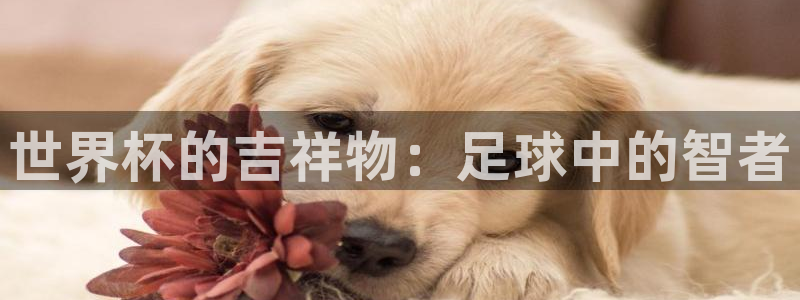 世界杯今年：世界杯的吉祥物：足球中的智者